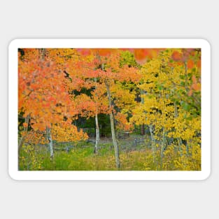 Colorado Aspens Bejeweled Sticker